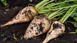 Липецкая область собрала 5 миллионов тонн сахарной свеклы