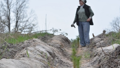 В весеннюю кампанию лесные культуры посадили на площади более 1300 га