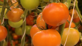 Цена на помидоры в Липецкой области выросла на 20%