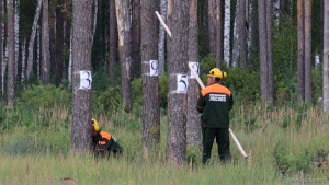 Лучшего вальщика леса выбрали в Липецкой области