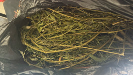 Житель Липецкой области хранил у себя дома полкило каннабиса