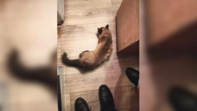 Спасатели вызволили кошку из-под газовой плиты в Липецке