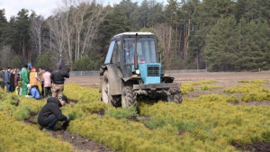 В регионе приступили к лесокультурным работам 