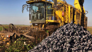 Переработка свёклы нового урожая стартовала на всех шести заводах Липецкой области