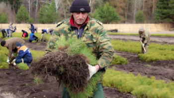 В Липецкой области в 2023 году посадят более 600 га леса