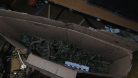 В Данкове возбуждено уголовное дело за хранение конопли