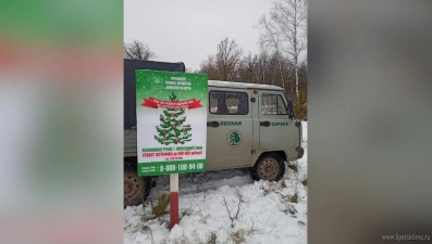 В Липецкой области за вырубку хвойных деревьев может грозить штраф до 500 тысяч рублей