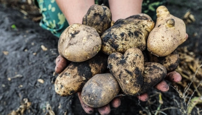 В Липецкой области собрали 130 тыс. тонн картофеля