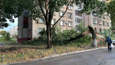 21 дерево упало из-за ветра в Липецке 8 октября