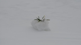 Состояние озимых культур в Липецкой области не вызывает опасений