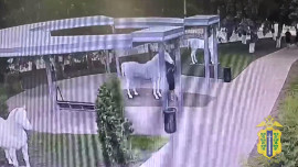 Несовершеннолетние оторвали уши скульптуре лошади в Липецкой области