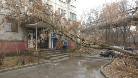 Дерево упало на козырек дома