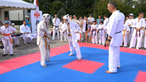 Зелёный остров соберет любителей единоборств на «Кубке Губернатора»