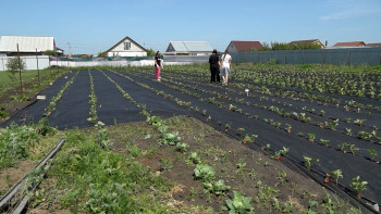 Соцконтракт помог создать крупнейшее в Липецкой области подсобное хозяйство по выращиванию ягод