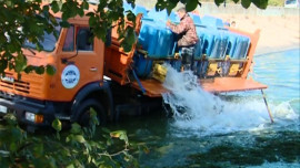 В Матырское водохранилище выпустят 30 тонн белого амура