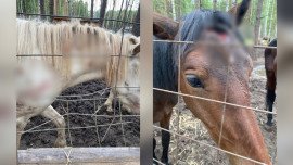 Прокуратура проверяет сообщения о жестоком обращении с лошадьми на базе отдыха под Липецком