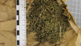 В Липецкой области полицейские изъяли более килограмма марихуаны у трёх местных жителей