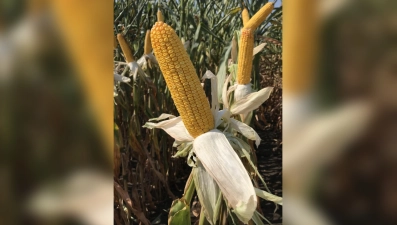 Липецкие аграрии намолотили 4 млн тонн зерновых и зернобобовых в 2025 году