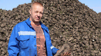 Липецкие аграрии собрали более 700 тыс. тонн сахарной свеклы