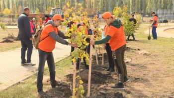 В парке на Матырском высадили деревья (видео)