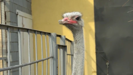 Липецкий зоопарк пополнил коллекцию 31 животным