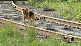 2,5 тысячи заявок на отлов безнадзорных животных получила мэрия Липцека с начала года