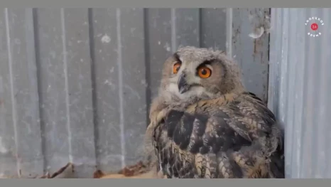 В заповеднике Липецкой области ждут птенцов редкого филина