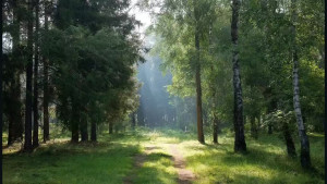 17 апреля в Липецкой области стартует Международная акция «Сад памяти»
