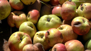 Количество ос в России заметно выросло за 11 лет