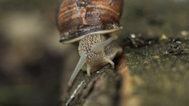 Улиточная ферма в Липецкой области встречает гурманов со всей страны