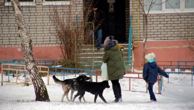 В Липецкой области приняли новый закон по обращению с животными без владельцев 