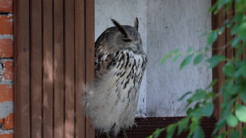 НЛМК восстанавливает популяцию филинов: первые птицы выпущены в Липецкой области
