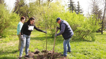 В Липецке около областного ЗАГСа высадили ивы из Японии