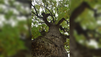 Четыре дерева Липецкой области включили в Национальный реестр старовозрастных