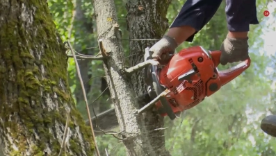 90 миллионов рублей не хватает в Липецке на снос аварийных деревьев