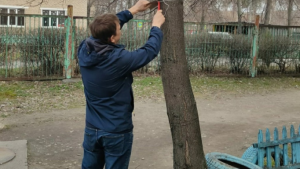 В Липецке специалисты чистят деревья от рекламных объявлений