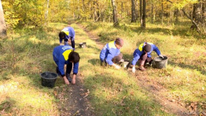 Лесники региона заготавливают желуди (видеосюжет)