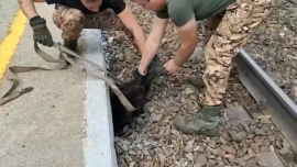 В Липецкой области спасли бобра, застрявшего на железнодорожных путях