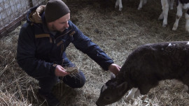 Городской житель в Липецкой области может стать владельцем коровы