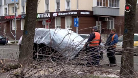 В Липецке на улице Зегеля городские службы занимаются опиливанием деревьев