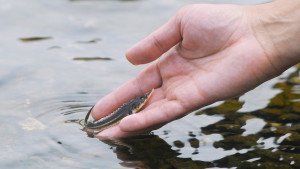 НЛМК выпустил в реку Дон 340 000 мальков стерляди