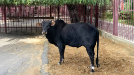 Зебу по кличке Терри поселился в Липецком зоопарке