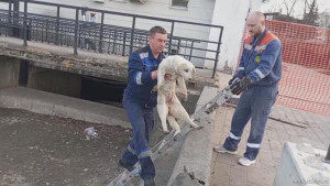 Липецкие спасатели достали собаку из Комсомольского пруда