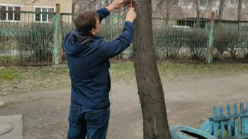 В Липецке специалисты чистят деревья от рекламных объявлений