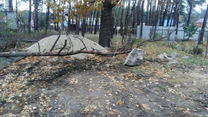 Переулок остался без света из-за упавшего дерева 