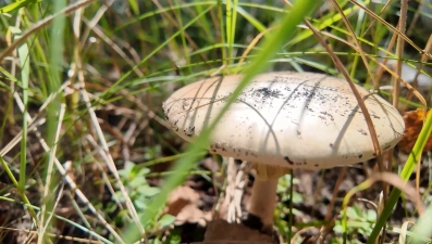 29 человек в Липецкой области отравились грибами в 2025 году