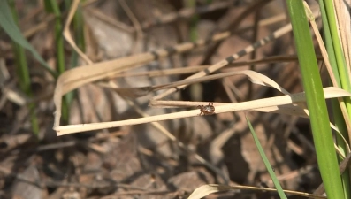 Клещи покусали более 5 тысяч человек в Липецкой области с начала года