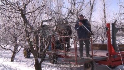 В садах региона продолжается обрезка деревьев