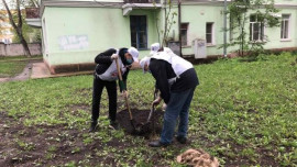 Для палисадников добровольцы подготовили более 300 саженцев