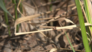 Клещи покусали 51 жителя Липецкой области за неделю